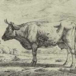 Print by Adriaen van de Velde: Two Cows and a Sheep, from the series Different Animals, represented by Childs Gallery