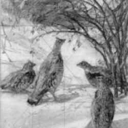 Drawing by Aiden Lassell Ripley: Four Grouse in a Thicket, represented by Childs Gallery