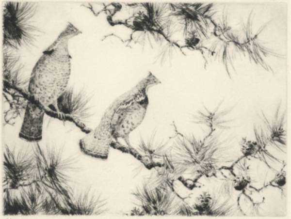 Print by Aiden Lassell Ripley: Grouse in Pine, represented by Childs Gallery
