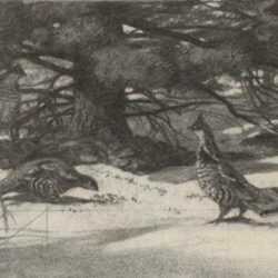 Drawing by Aiden Lassell Ripley: Three Grouse in Snow, represented by Childs Gallery