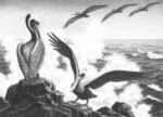 Print by Alan Crane: Winged Fisherman, Mazatlan [Mexico], represented by Childs Gallery