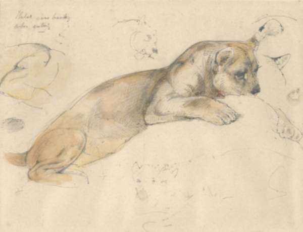 Watercolor by Alfred William Strutt: [Lioness], represented by Childs Gallery