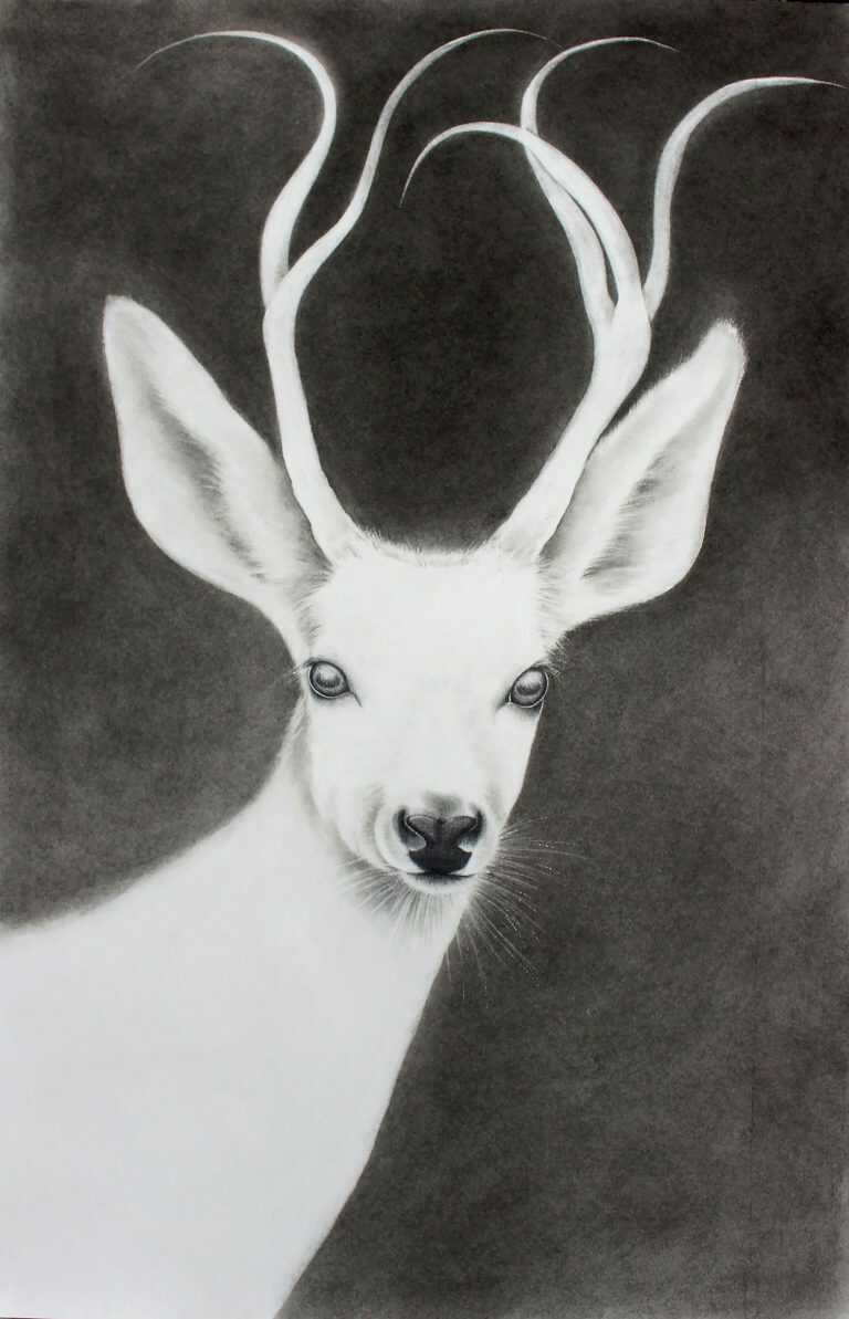 Drawing by Amy Ross: White Stag, available at Childs Gallery, Boston