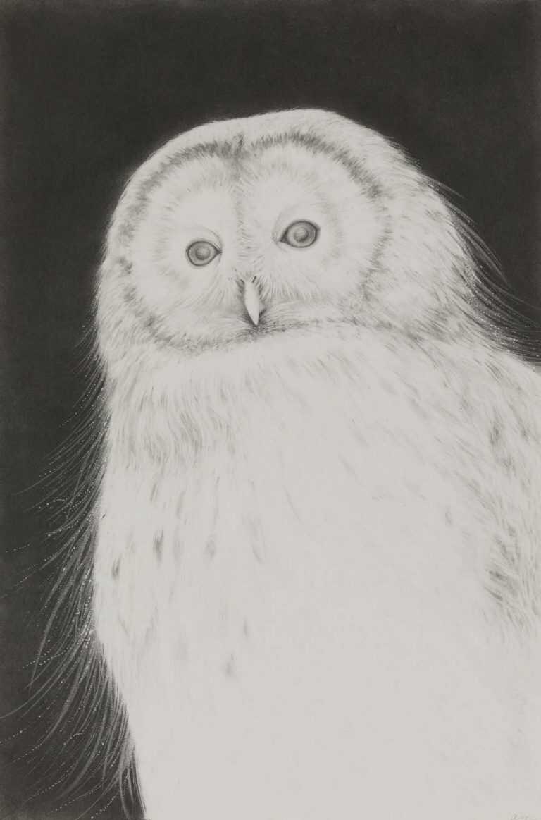 Drawing By Amy Ross: Barn Owl At Childs Gallery