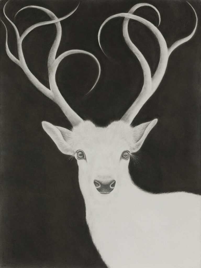 Drawing By Amy Ross: White Stag #3 At Childs Gallery