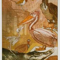 Print by Annemarie Petri: Museum of natural history, available at Childs Gallery, Boston