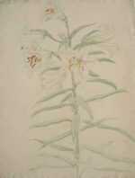 Watercolor by Bryson Burroughs: [Hibiscus Flowers], represented by Childs Gallery