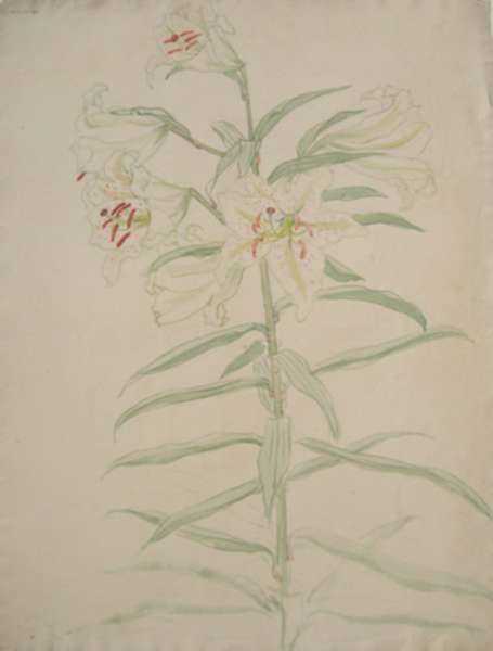 Watercolor by Bryson Burroughs: [Hibiscus Flowers], represented by Childs Gallery