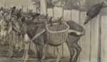 Drawing by Charles Livingston Bull: Three Burros and A Raven, represented by Childs Gallery