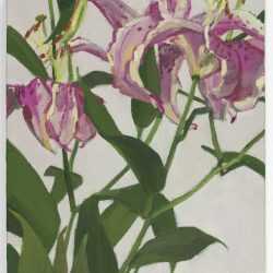 Painting By Christina Renfer Vogel: Blushing Lilies At Childs Gallery