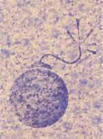 Print by E. Lombardo: Daisy, available at Childs Gallery, Boston