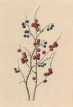 Watercolor by Edwin Whitefield: Berries, represented by Childs Gallery