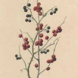 Watercolor by Edwin Whitefield: Berries, represented by Childs Gallery
