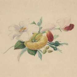 Watercolor by Edwin Whitefield: Flower Study, represented by Childs Gallery