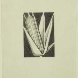 Drawing By Grant Wood: Corn At Childs Gallery