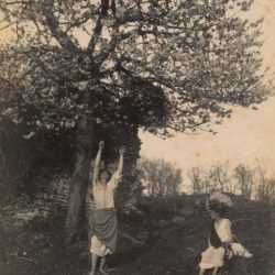 Photograph by Guglielmo Plüschow: [Classical Sicilian Youths Under a Blooming Olive Tree], available at Childs Gallery, Boston