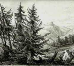 Print by H.W. Burgess: Spruce Fir, represented by Childs Gallery