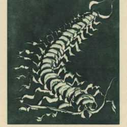 Print by Hellmuth Weissenborn: [Scorpion], represented by Childs Gallery