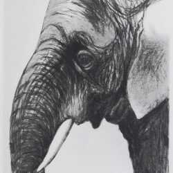 Print By Henry Moore: Elephant's Head I At Childs Gallery