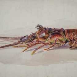 Watercolor by Henry W. Rice: Spiny Lobster, Bermuda, represented by Childs Gallery