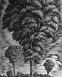 Print by Isac Friedlander: [Trees], represented by Childs Gallery