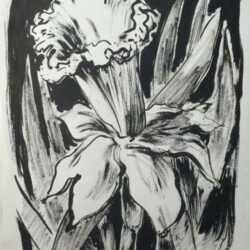 Drawing by Jacek von Henneberg: Daffodil, represented by Childs Gallery