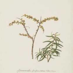 Watercolor by Jacobus van Huysum: Mole Willow- Teared Sea Buck Thorn, represented by Childs Gallery