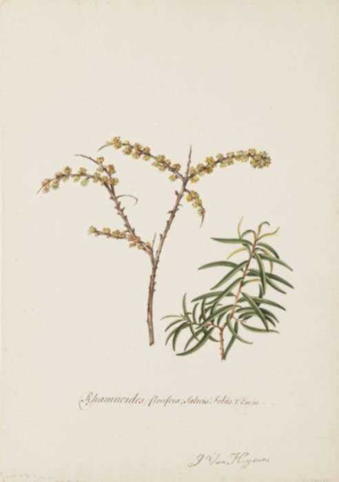 Watercolor by Jacobus van Huysum: Mole Willow- Teared Sea Buck Thorn, represented by Childs Gallery