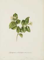 Watercolor by Jacobus van Huysum: The Single Syringa or Mock Orange, represented by Childs Gallery