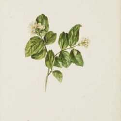 Watercolor by Jacobus van Huysum: The Single Syringa or Mock Orange, represented by Childs Gallery