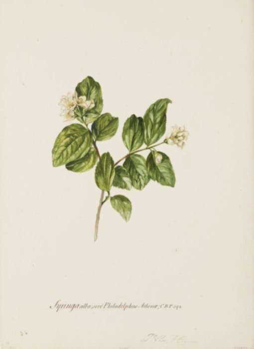 Watercolor by Jacobus van Huysum: The Single Syringa or Mock Orange, represented by Childs Gallery