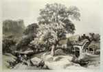 Print by James Duffield Harding: Ash and Oak, represented by Childs Gallery