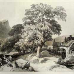 Print by James Duffield Harding: Ash and Oak, represented by Childs Gallery