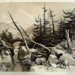 Print by James Duffield Harding: Larch, represented by Childs Gallery