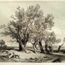 Print by James Duffield Harding: Pollard Willow, represented by Childs Gallery