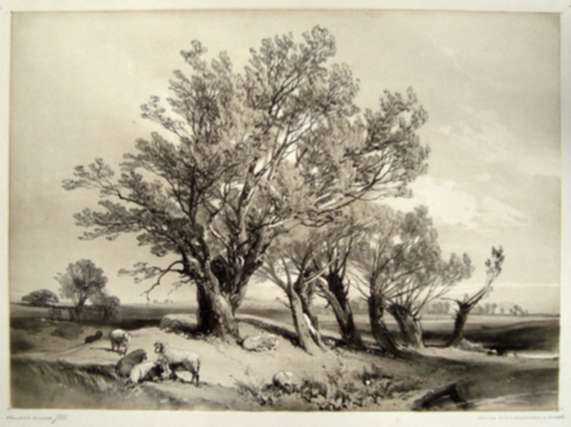 Print by James Duffield Harding: Pollard Willow, represented by Childs Gallery