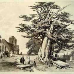 Print by James Duffield Harding: Yew, represented by Childs Gallery