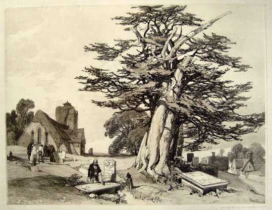 Print by James Duffield Harding: Yew, represented by Childs Gallery