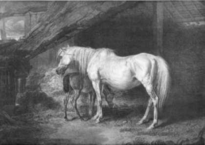 Print by James Ward: Primrose and Foal: A Brood-Mare, late the Property of his Gr, represented by Childs Gallery