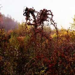 Photograph by Jillian Freyer: Aster, Goldenrod and Sumac, available at Childs Gallery, Boston