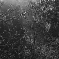 Photograph by Jillian Freyer: Morning Web, available at Childs Gallery, Boston