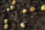 Photograph by Jillian Freyer: Pears, Bees, Flies, available at Childs Gallery, Boston