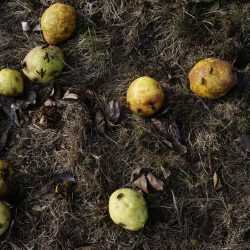 Photograph by Jillian Freyer: Pears, Bees, Flies, available at Childs Gallery, Boston