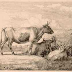 Print by Johann Wilhelm Zillen: [Cows in a field], represented by Childs Gallery