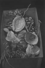 Print by Judith Rothchild: Histoires naturelles, represented by Childs Gallery