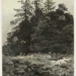 Print by Karl Bodmer: Daims Dans un Parc (Deer in a Park), represented by Childs Gallery