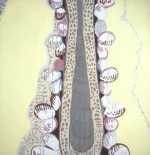 Painting by Laurel Sparks: Amuse Bouche, represented by Childs Gallery