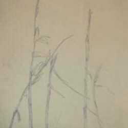 Drawing by Leo Meissner: Corn Stalks, Asheville [North Carolina], represented by Childs Gallery