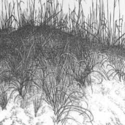 Print by Leo Meissner: Dune Grasses (unsigned), represented by Childs Gallery
