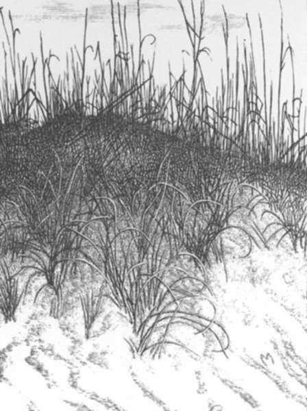 Print by Leo Meissner: Dune Grasses (unsigned), represented by Childs Gallery